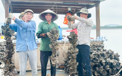 Nuôi con “thần dược” vỏ cứng thân mềm, anh nông dân thu tiền tỷ mỗi vụ