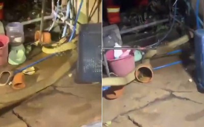 Bắt sống rắn hổ mang chúa dài 4 mét ẩn nấp trong bếp nhà dân