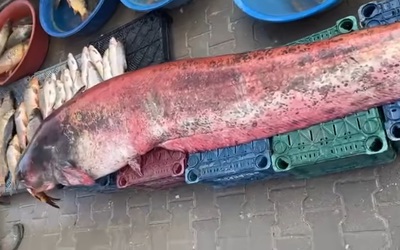 Ngư dân bắt được con cá trê khổng lồ dài 2,5 mét, nặng 150 kg