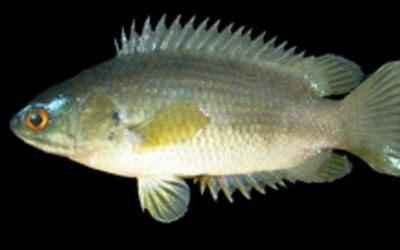 Bắt được con cá rồi ngậm trong miệng, người đàn ông tử vong thương tâm