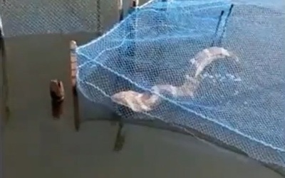 Đi kéo lưới, người đánh cá bắt gặp cảnh tượng nổi da gà