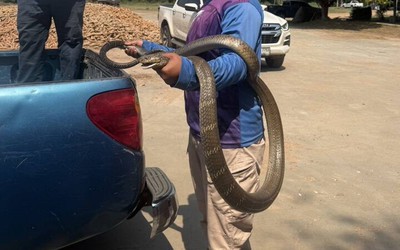 Bắt sống rắn hổ mang chúa khổng lồ dài 4,5 mét