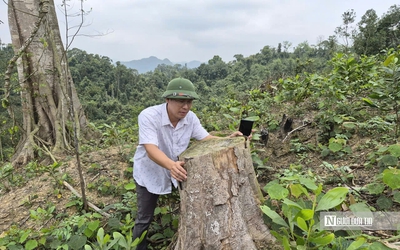 Phá hơn 4.000m2 rừng phòng hộ, hai anh em bị phạt nặng