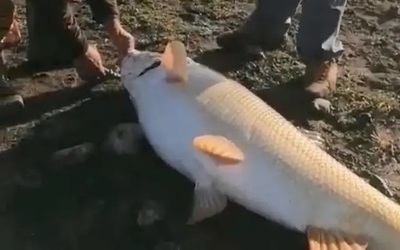 Ngư dân câu được con cá khổng lồ nặng 65kg trên sông