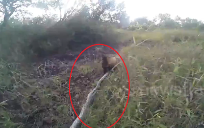 Dắt chó đi dạo, người đàn ông phát hiện cảnh tượng "nổi da gà"