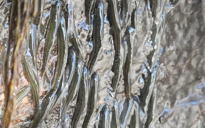 Cảnh tượng lạ: Hàng ngàn con cá leo lên thác nước thẳng đứng