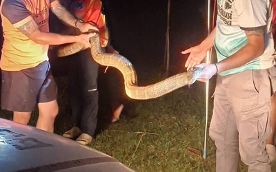 Cả gia đình bỏ chạy khi thấy rắn hổ mang chúa dài 4 mét bò vào nhà