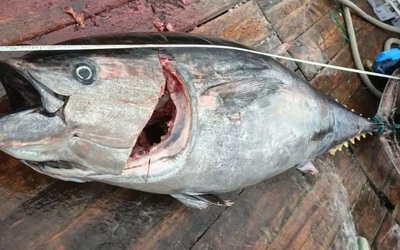 Ngư dân bắt được 2 con cá ngừ khổng lồ, nặng 200kg trên biển