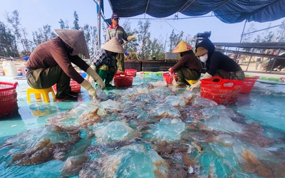 Lột xác cho loài nổi trên mặt biển, hướng ra thị trường quốc tế thành “vàng trắng” của ngư dân