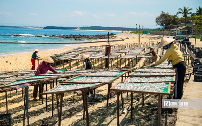 Hành trình cá cơm từ làng ra thế giới