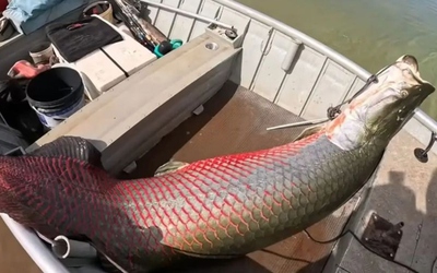 Ngư dân câu được con cá khổng lồ nặng 160 kg trên sông