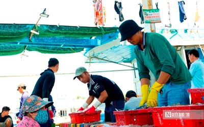 Cảng cá Đại An vào vụ, nhịp biển rộn ràng ngày trở gió