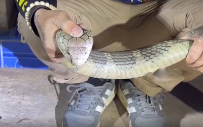 Bắt được con rắn hổ mang chúa dài 3 mét bò vào nhà dân