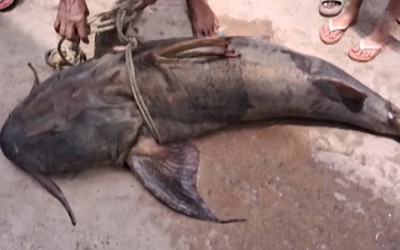 Ngư dân bắt được con cá khổng lồ nặng 100 kg, dài 1,8 mét trên sông