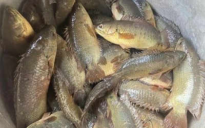 Loài cá ít thịt, nhiều xương nhưng nổi tiếng thơm ngon, gắn liền với ký ức tuổi thơ mỗi mùa mưa về