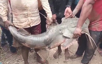 Người dân bắt được con cá khổng lồ nặng 50kg trong kênh nước