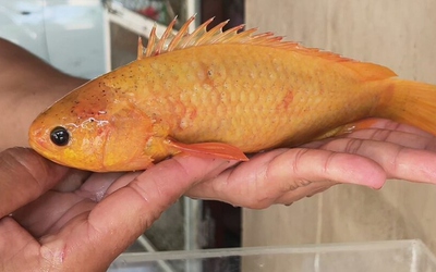 Bắt được con cá vàng, người đàn ông quyết không bán khi có người hỏi mua