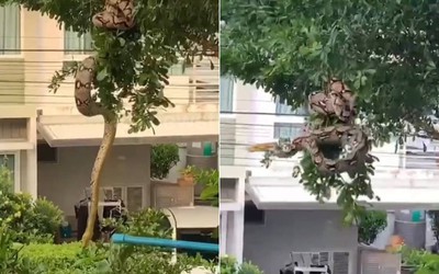 Nhìn lên cây, người phụ nữ bắt gặp cảnh tượng nổi da gà