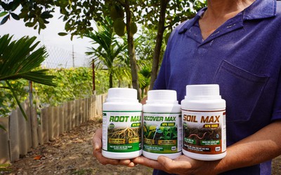 Hồi sinh vườn cây suy kiệt: Tại sao bộ rễ là chìa khóa của năng suất?