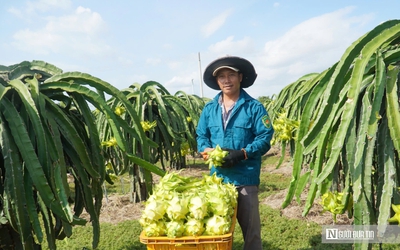 Thanh long Lâm Đồng trước "cuộc sát hạch" khốc liệt của thị trường toàn cầu