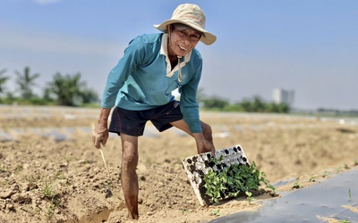 Chuyện ít biết về nghề "phu dưa" phiêu bạt, gieo ước mơ hy vọng