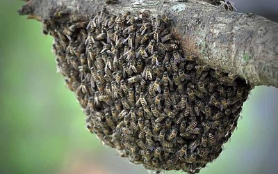 Bảo vệ con trai, người phụ nữ bị ong đốt dẫn tới tử vong