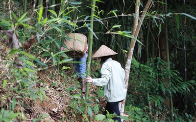 Từ 25/6, hành động tưởng vô hại trong rừng có thể khiến bạn bị phạt tới 25 triệu đồng