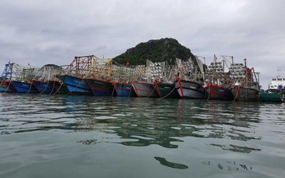 Ngư trường Quảng Ninh quá tải vì tàu cá nhỏ
