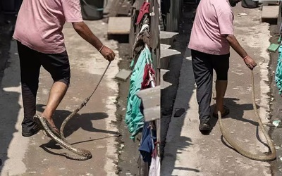 Tay không bắt rắn, người đàn ông bỏ chạy khi bị cắn vào chân