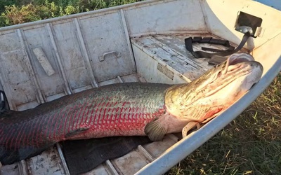 2 ngư dân bắt được con cá khổng lồ nặng 75kg, dài 1,9 mét