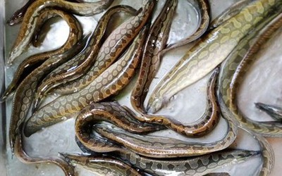 Loài cá nhìn rợn người nhưng lại là "siêu phẩm" bởi  thịt ngọt, dai và thơm đặc trưng