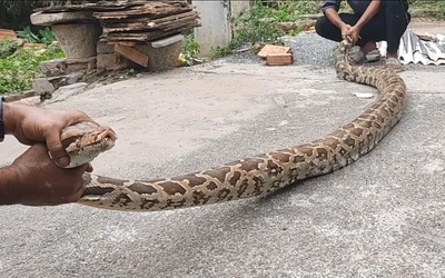 Bắt sống trăn khổng lồ dài 3,6 mét, cố gắng nuốt chửng con dê