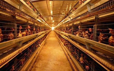 Mô hình nuôi gà công nghệ cao giúp người dân Quảng Trị thu tiền tỷ mỗi tháng