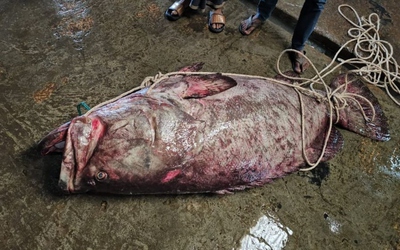 Ngư dân bắt được con cá khổng lồ nặng 200kg mắc vào lưới