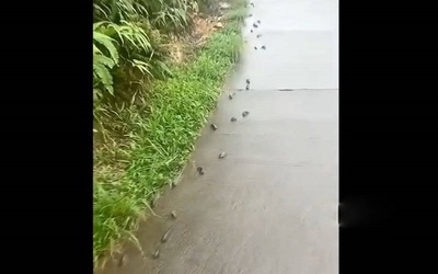 Cá rô đồng "đi bộ" trên đường bê tông khiến người dân bất ngờ