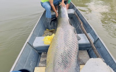 2 anh em bắt được con cá khổng lồ nặng 130kg, dài 2,2 mét trên sông
