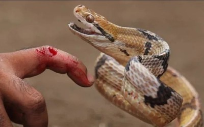 Bị rắn hổ mang cắn vào tay, cụ bà 69 tuổi có cách đáp trả "gây sốc"