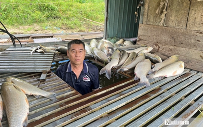Cá chết hàng loạt bất thường trên sông Lam: Xác định nguyên nhân ban đầu
