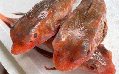 Loài cá có tên như loài bò sát là đặc sản "tuyệt đỉnh" nhiều người muốn thử