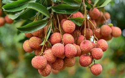 Loại trái cây đặc trưng của mùa hè, nhiều người mê nhưng một số nhóm người nên hạn chế ăn
