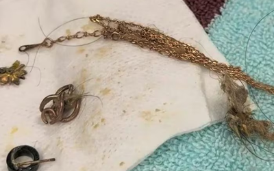 Mổ bụng cứu chó hoang, bác sĩ “đứng hình” khi phát hiện dây chuyền vàng đắt đỏ