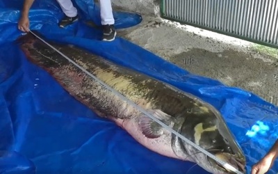 Người đàn ông câu được con cá trê khổng lồ nặng 110 kg, dài 2,5 mét