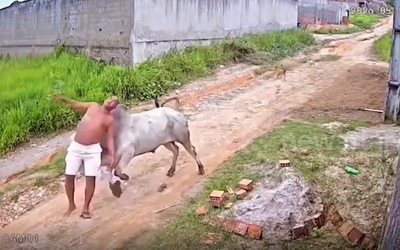 Bò đực nổi điên, húc người đàn ông văng lên không trung