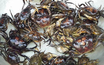 Cua đồng – món ăn dân dã quen thuộc ngày hè tốt cho xương