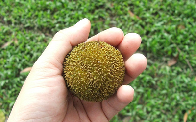 Loại quả quê nhìn lạ mắt mọc bờ rào nay "lên đời" đặc sản, giá 120.000đ/kg