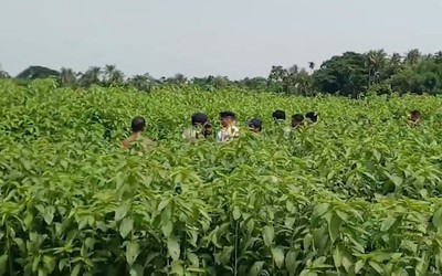 Phát hiện 6,2 tỷ đồng tiền mặt chôn trên cánh đồng đay