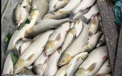 Hàng tấn cá nuôi lồng bè trên sông Lam chết bất thường
