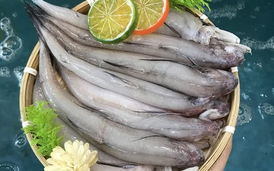 Đặc sản biển nổi tiếng của biển, có giá trị dinh dưỡng cao, mang lại nhiều lợi cho sức khỏe