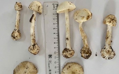 Ăn canh nấm rừng, 1 người tử vong, 5 người nhập viện 