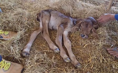 Bê con sinh ra có 2 đầu, người dân kéo đến xem